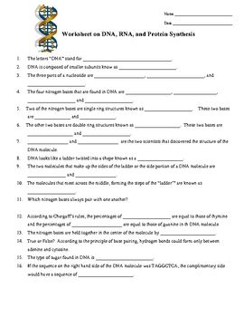 Worksheet On Dna Rna And Protein Synthesis