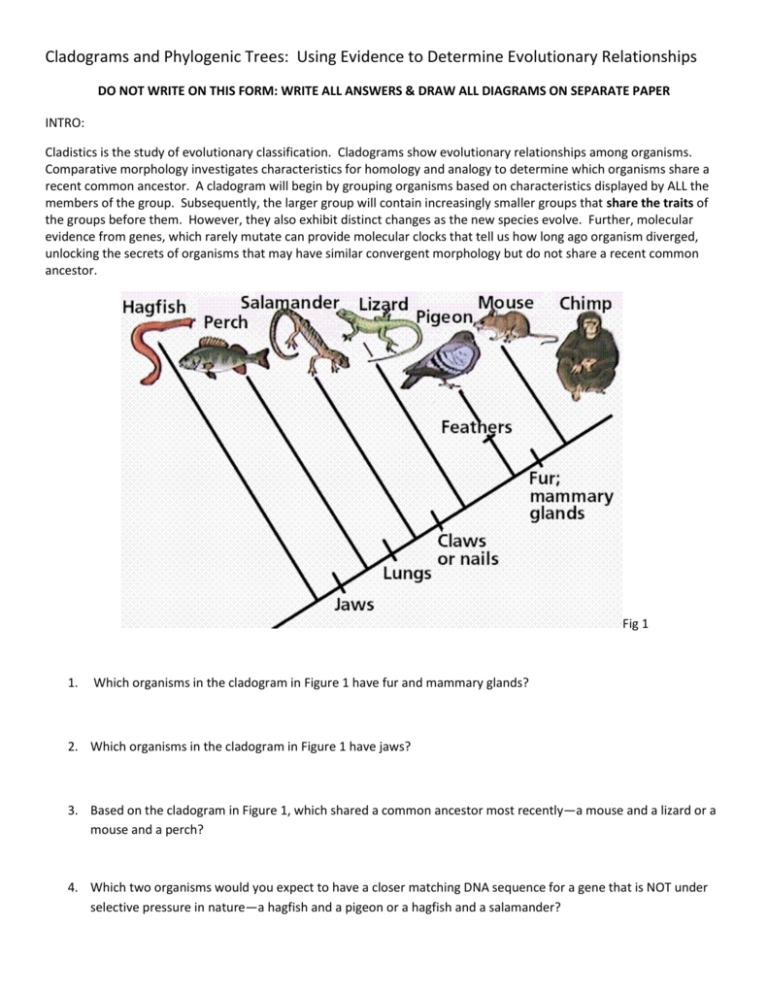 Cladogram Worksheet