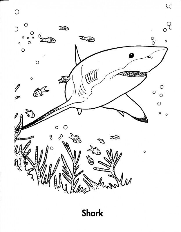 Shark Pictures To Color