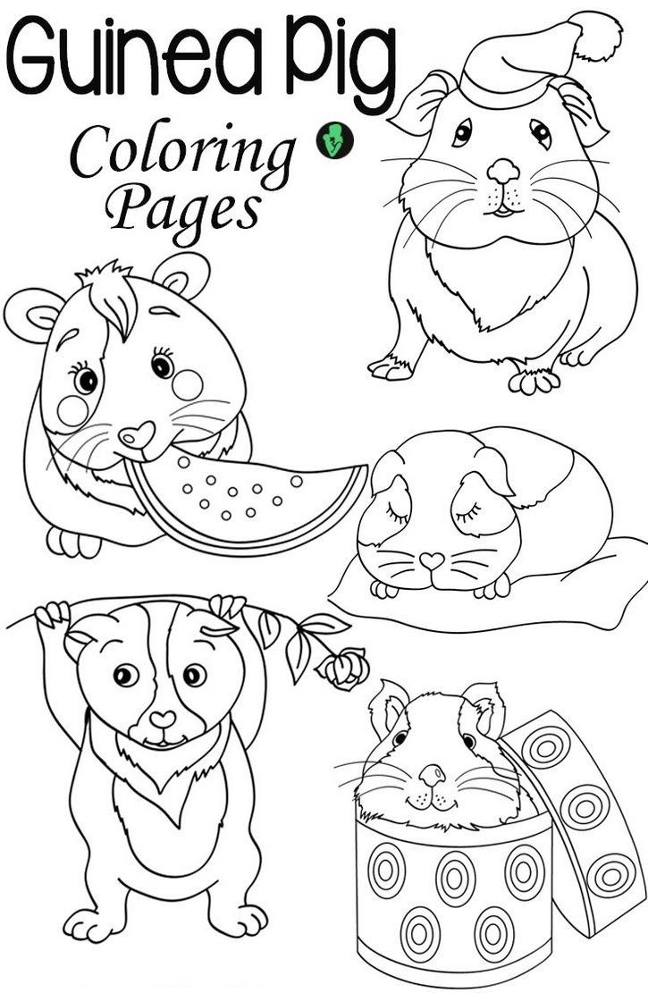 Guinea Pig Coloring Pages