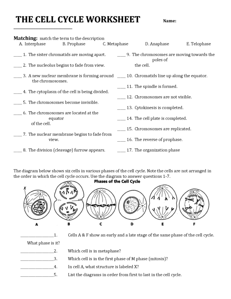 Mitosis Worksheet Phases Of The Cell Cycle Answers