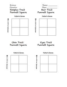 Punnett Square Worksheet Pdf