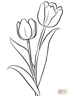 Tulip Coloring Pages