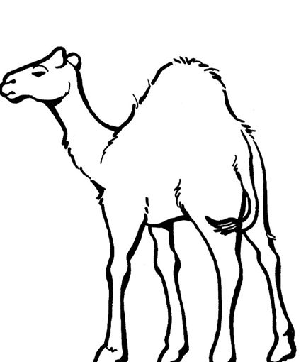 Camel Coloring Page