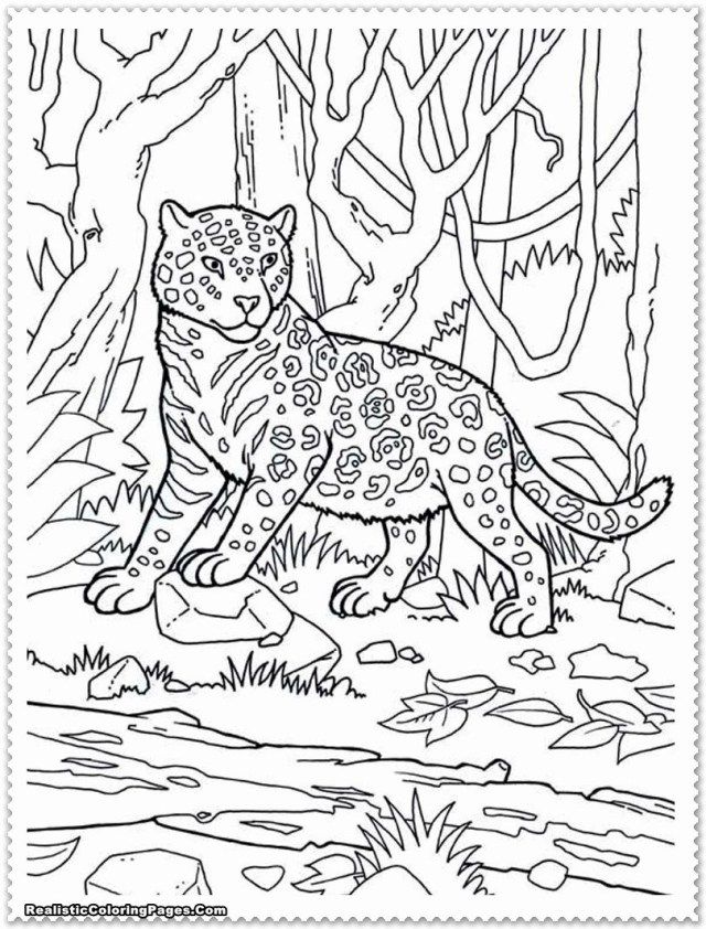 Jungle Animals Coloring Pages