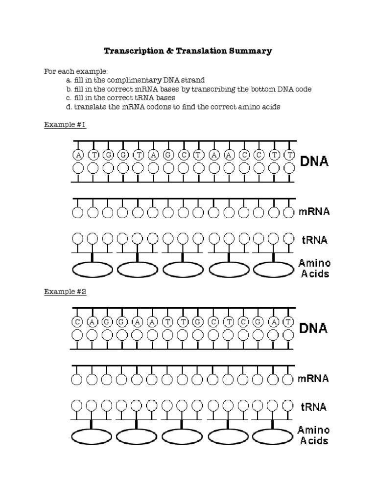 Transcription And Translation Practice Worksheet