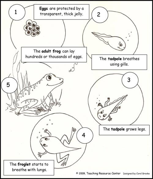 Life Cycle Of A Frog Worksheet