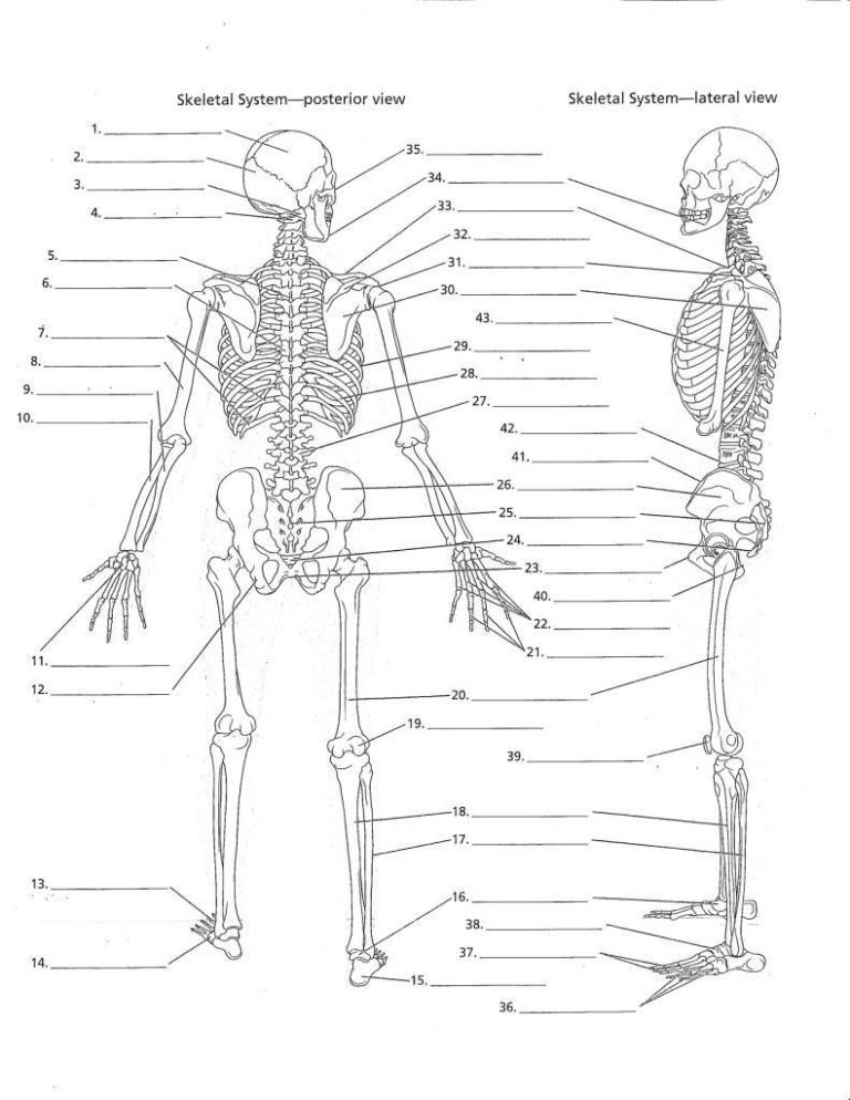 Anatomy Worksheets