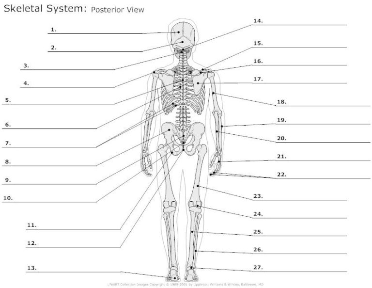 Skeletal System Worksheet