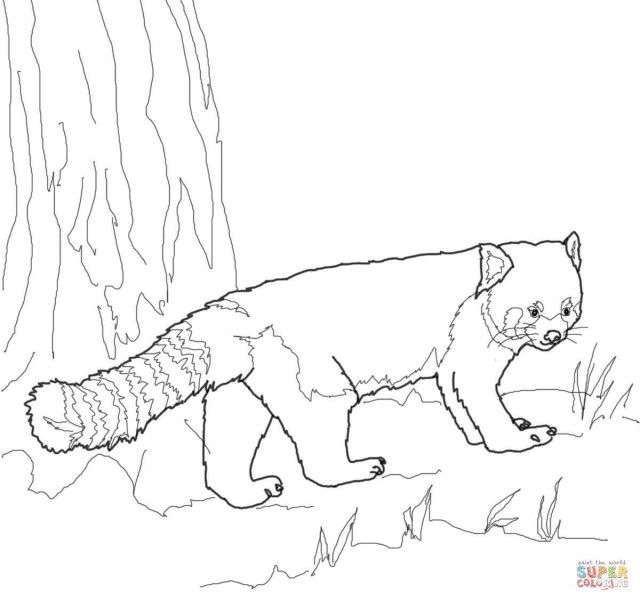 Red Panda Coloring Page