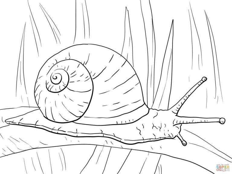 Snail Coloring Page