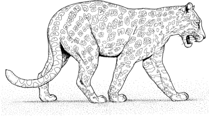 Jaguar Coloring Pages