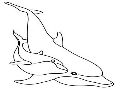 Dolphin Coloring