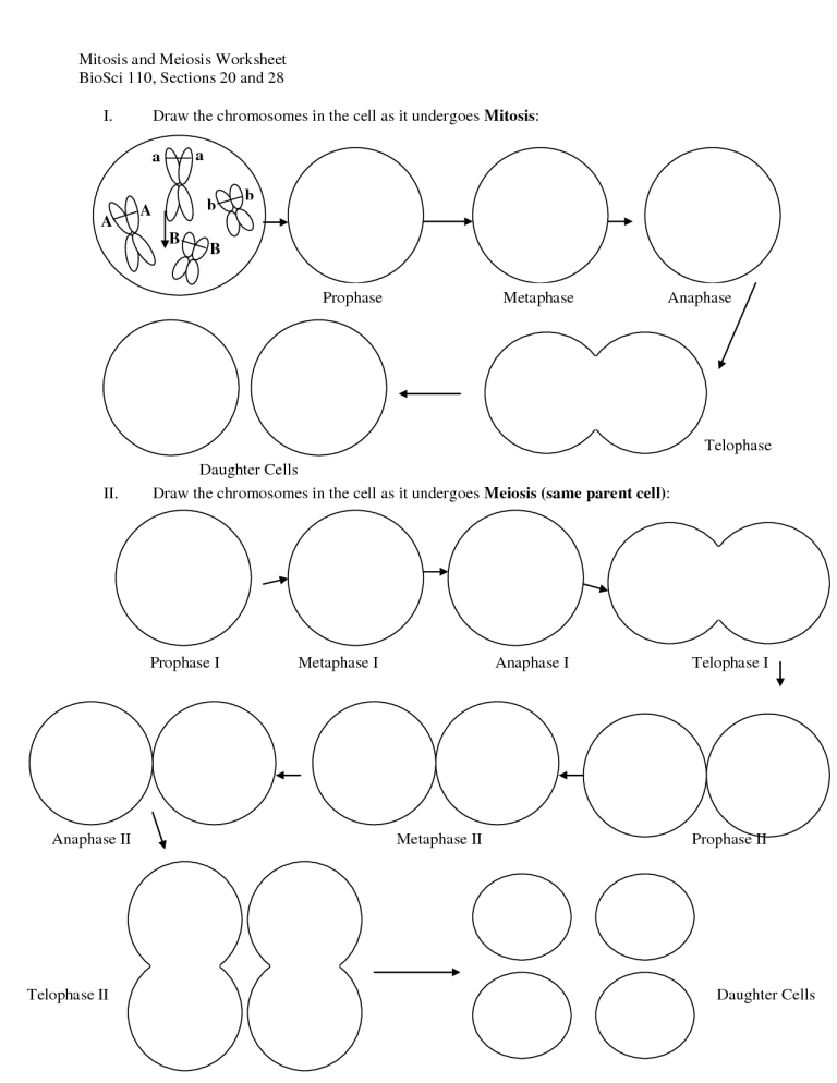 Mitosis And Meiosis Worksheet