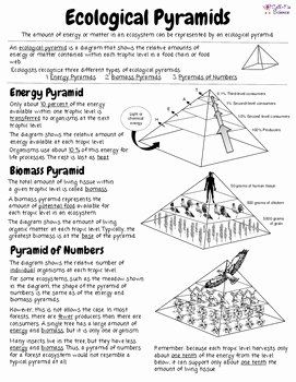 Ecological Pyramids Worksheet