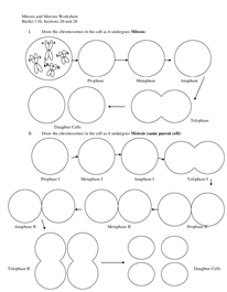 Mitosis Worksheet