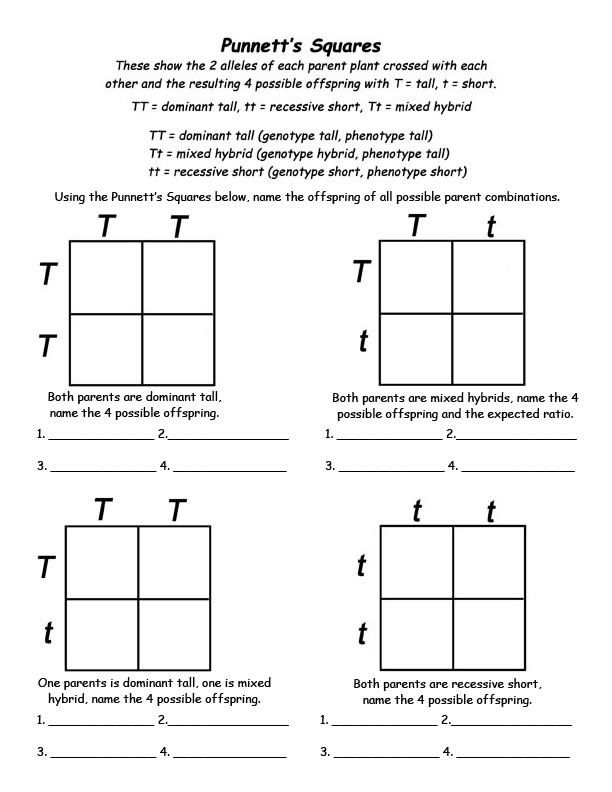 Punnett Square Worksheet For Elementary Students