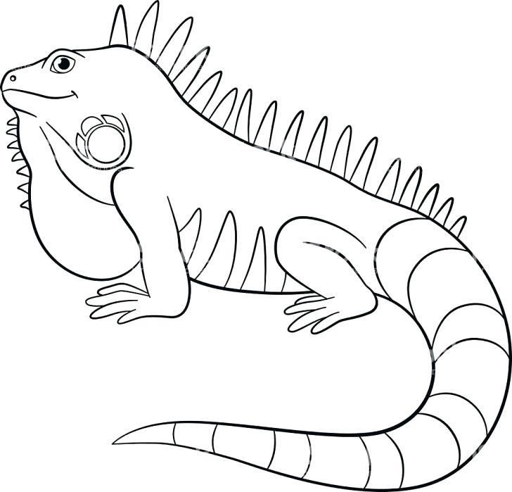 Iguana Coloring Page