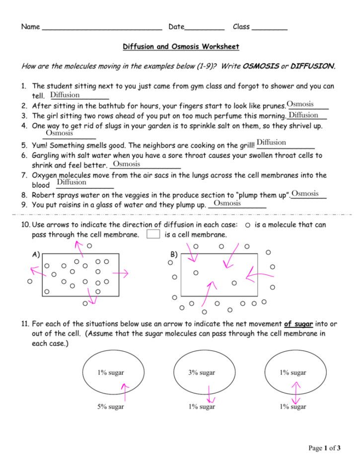 Diffusion And Osmosis Worksheet